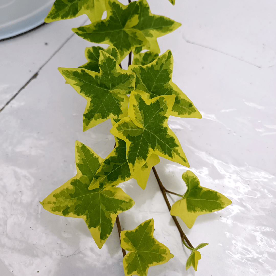 Hedera Helix Variegata Ø18 Baschet - 