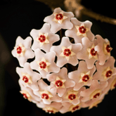 Hoya Carnosa Gracilis Ø9 - 