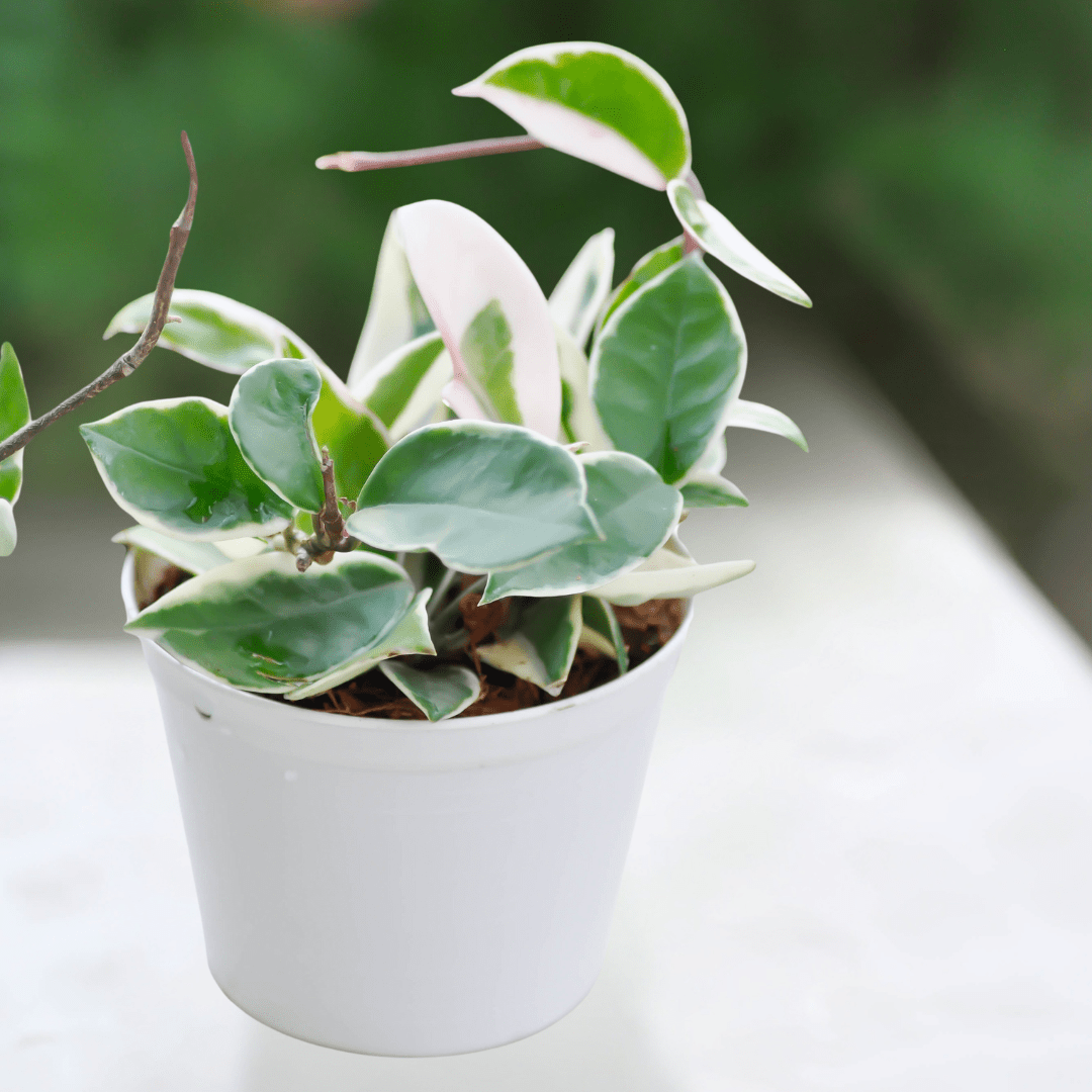 Hoya Carnosa Krimson Queen Ø9 - 