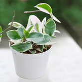Hoya Carnosa Krimson Queen Ø9 - 