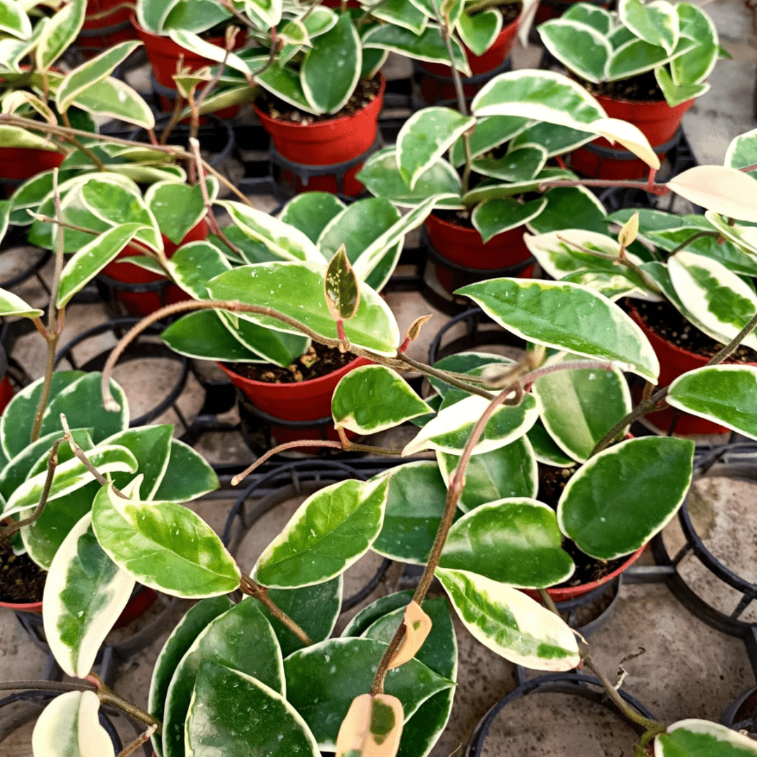 Hoya Carnosa Krimson Queen Ø9 - 