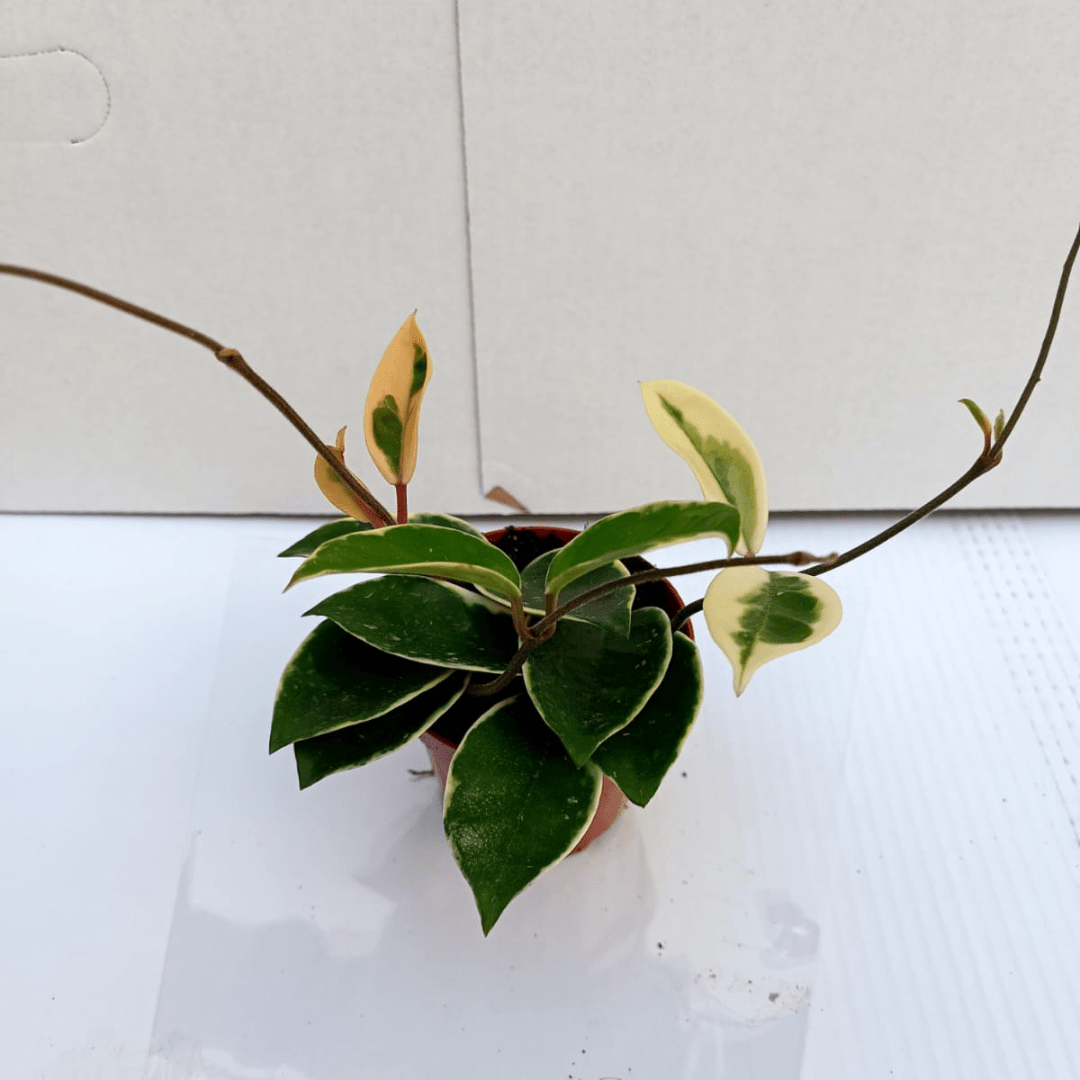 Hoya Carnosa Krimson Queen Ø9 - 