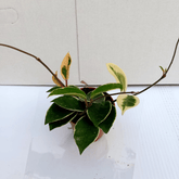 Hoya Carnosa Krimson Queen Ø9 - 