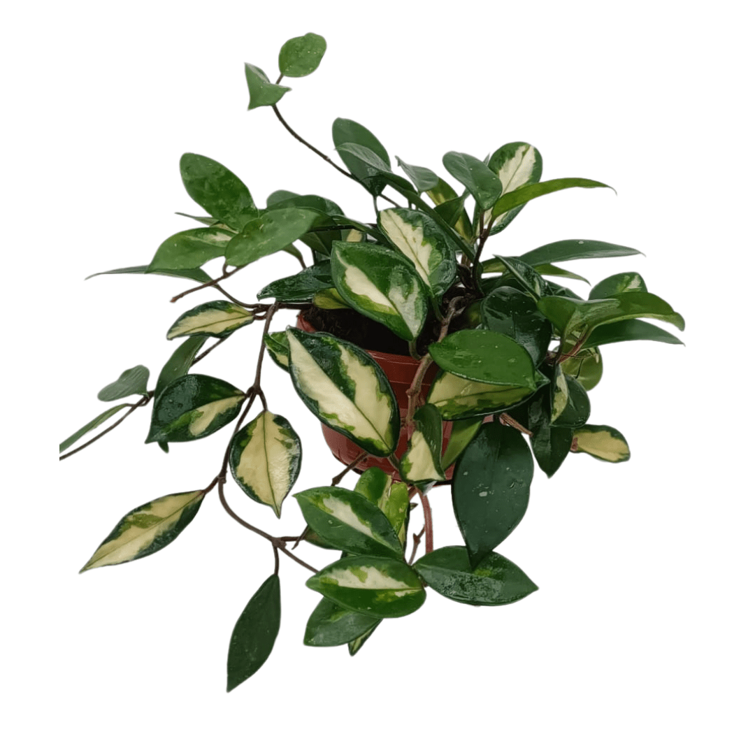 Hoya Carnosa Tricolor Ø14 - 