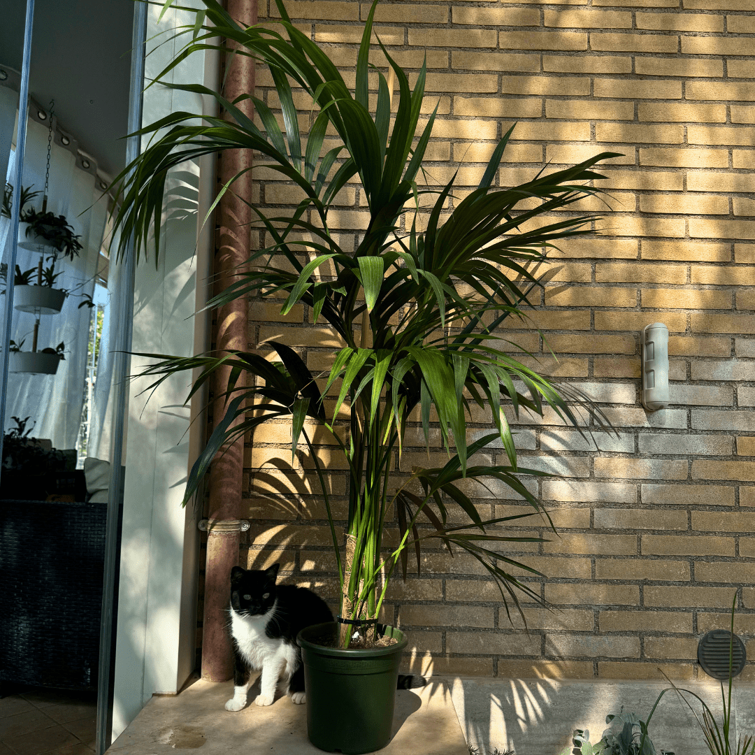 Kentia - 