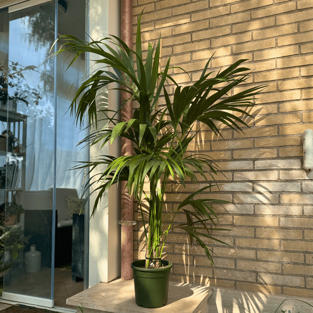 Kentia - 