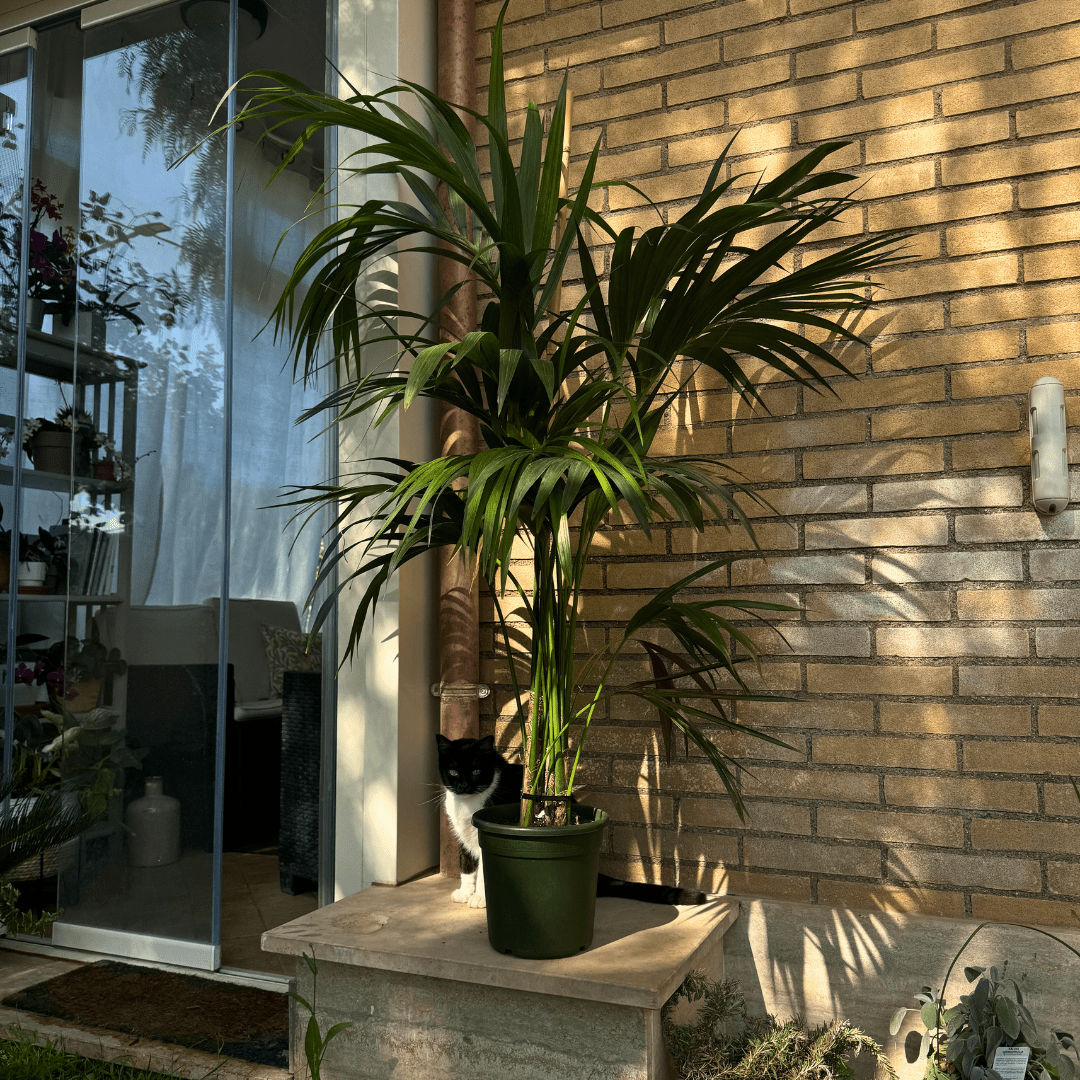 Kentia - 