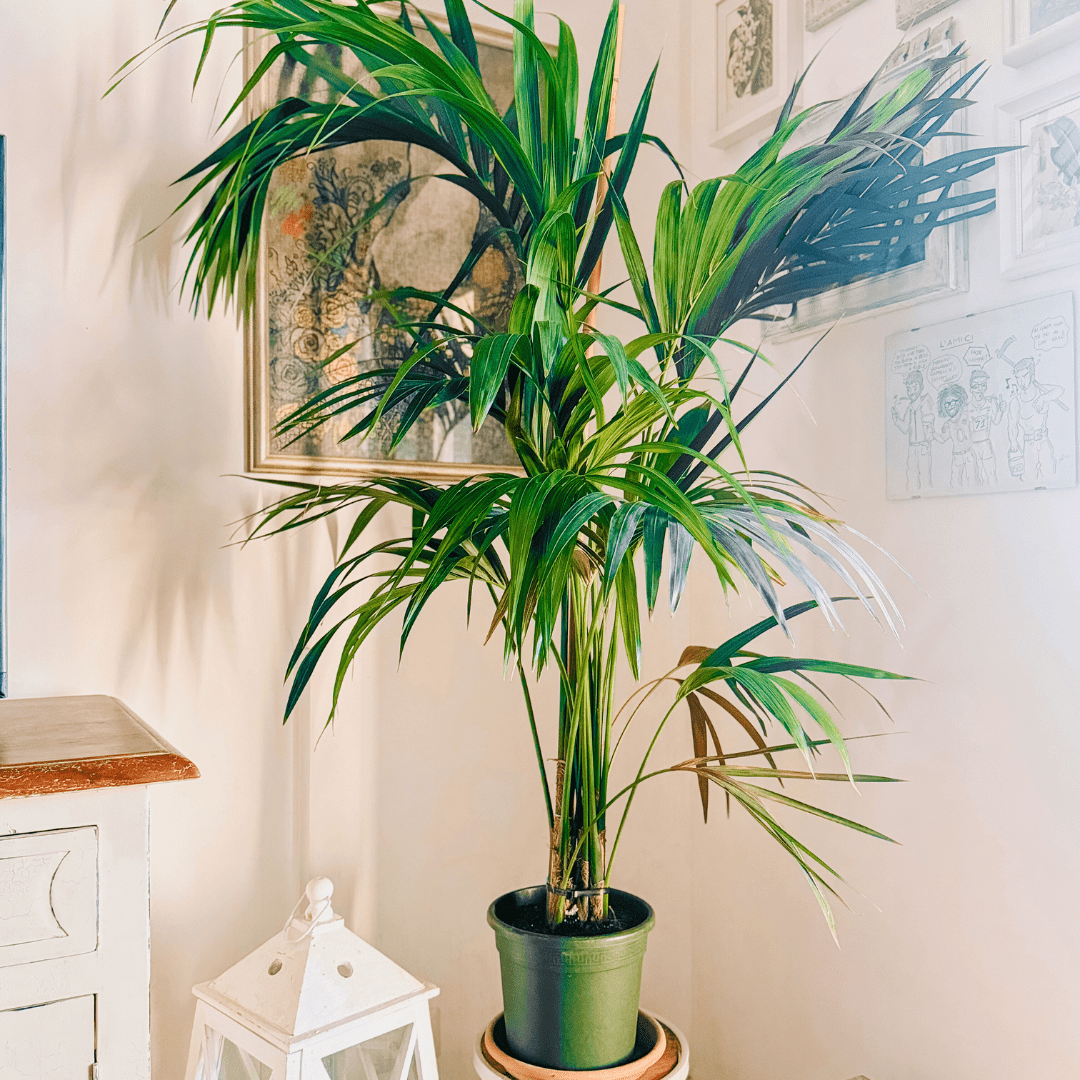 Kentia - 