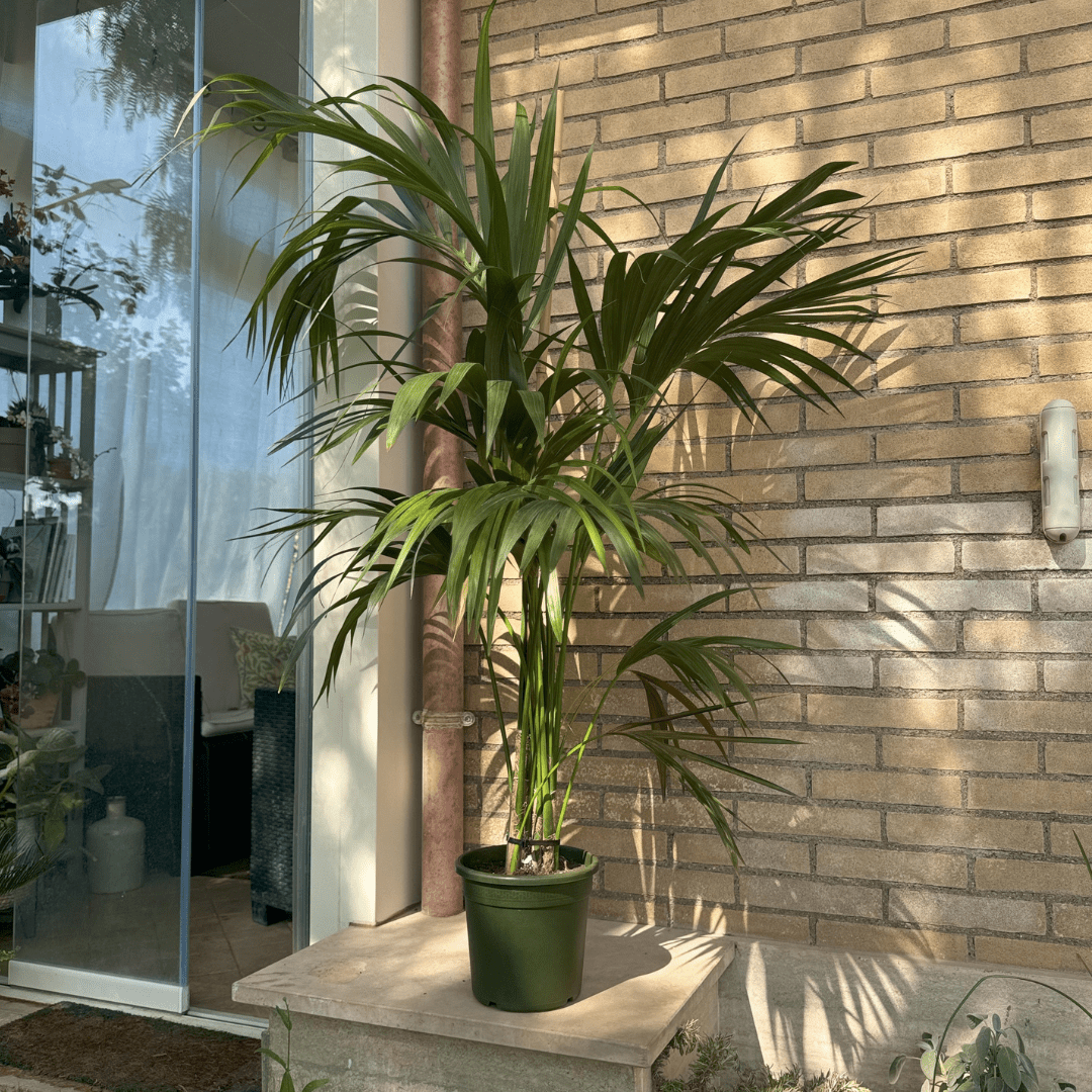 Kentia - 