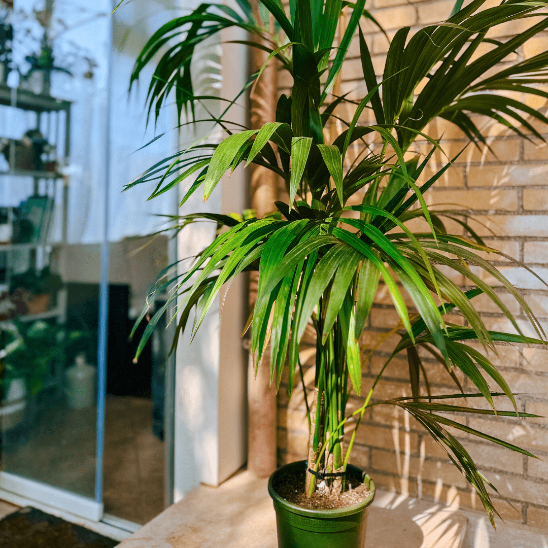 Kentia - 