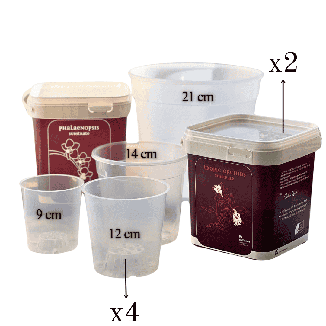 Kit Rinvaso Orchidee - 