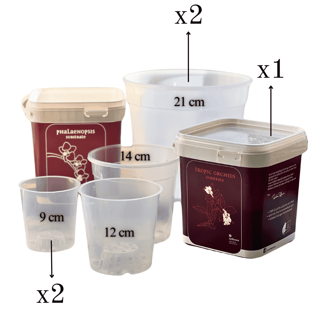 Kit Rinvaso Orchidee - 
