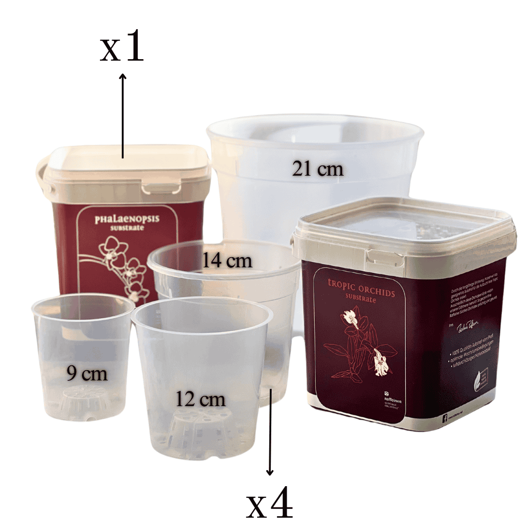 Kit Rinvaso Orchidee - 