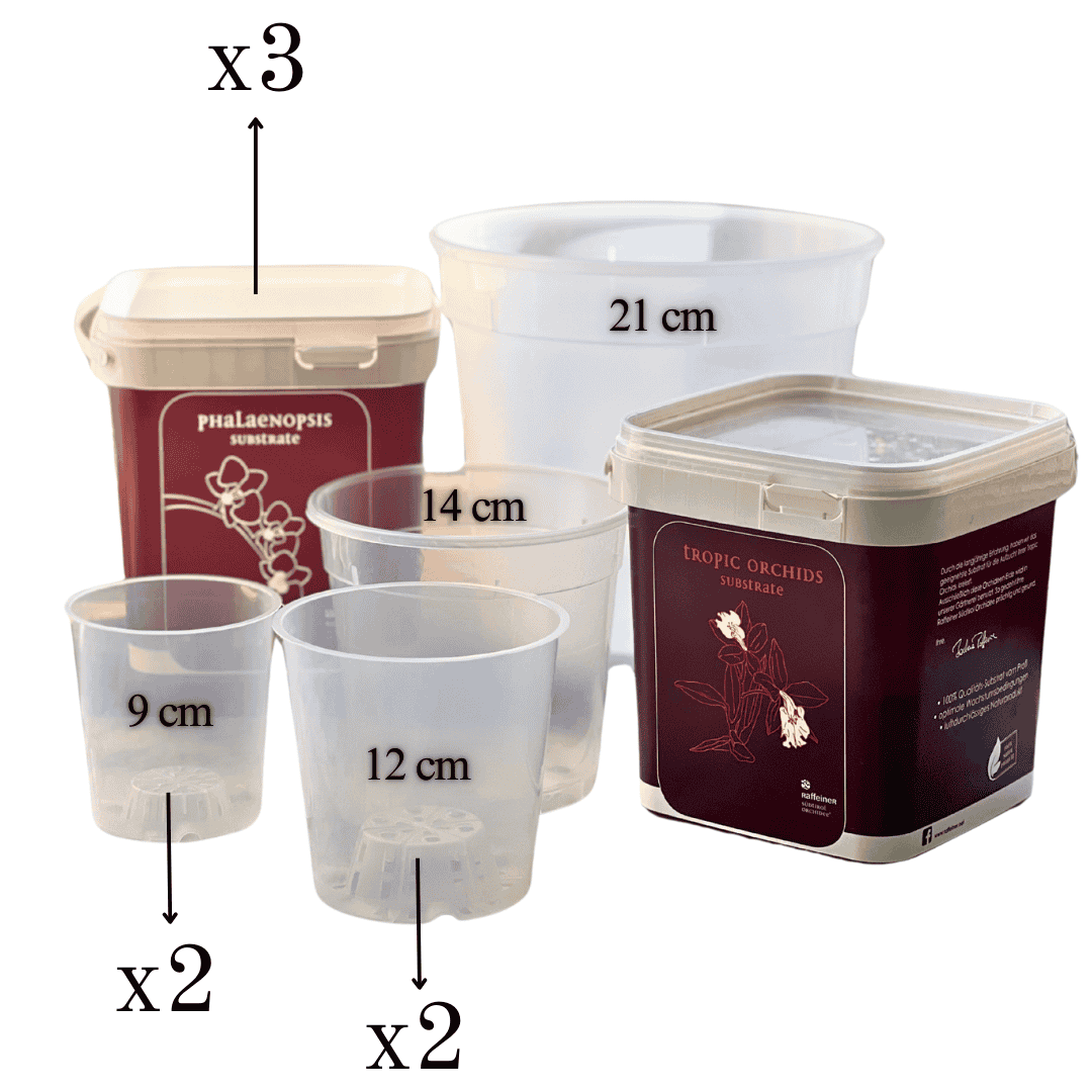 Kit Rinvaso Orchidee - 