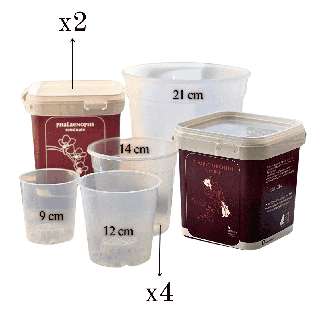 Kit Rinvaso Orchidee - 