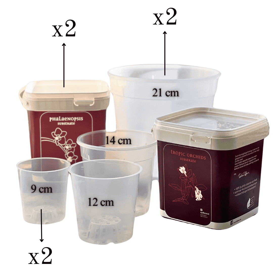 Kit Rinvaso Orchidee - 