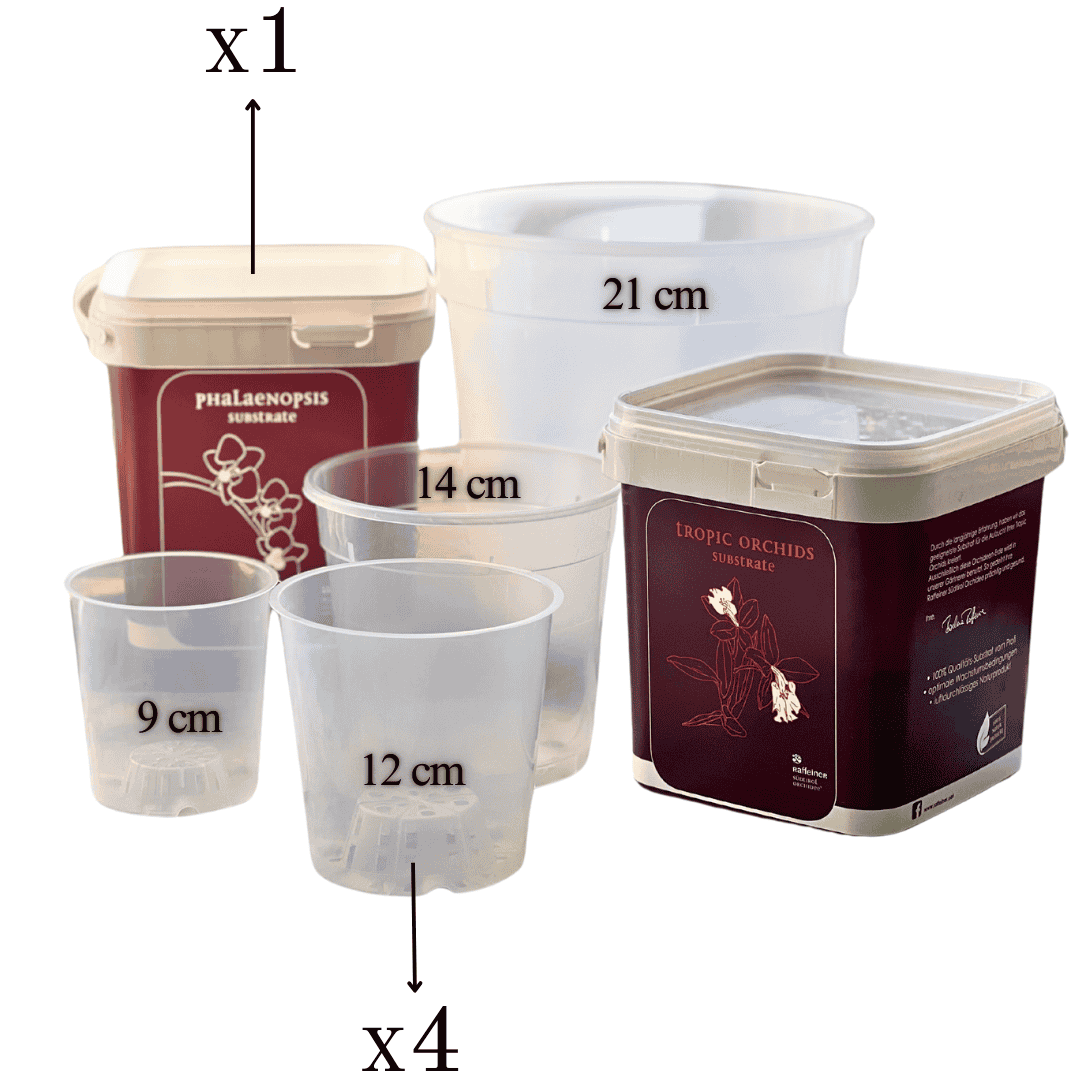 Kit Rinvaso Orchidee - 