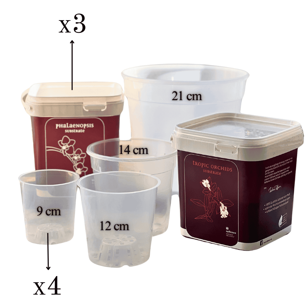 Kit Rinvaso Orchidee - 