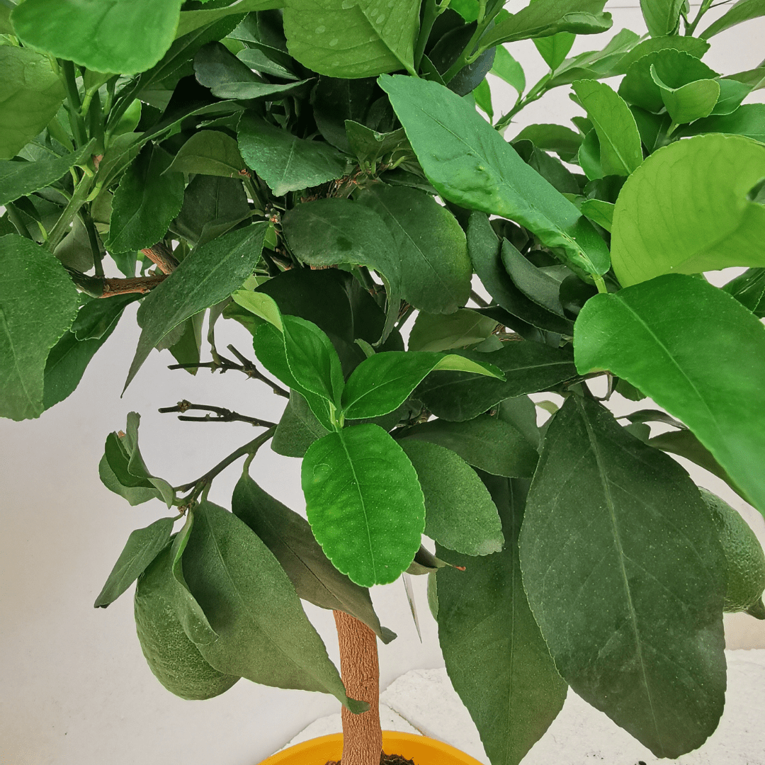 Limone - 