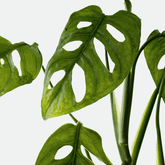 Monstera Obliqua Monkey - 