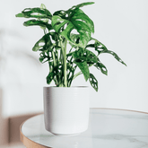 Monstera Obliqua Monkey - 