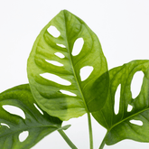 Monstera Obliqua Monkey - 