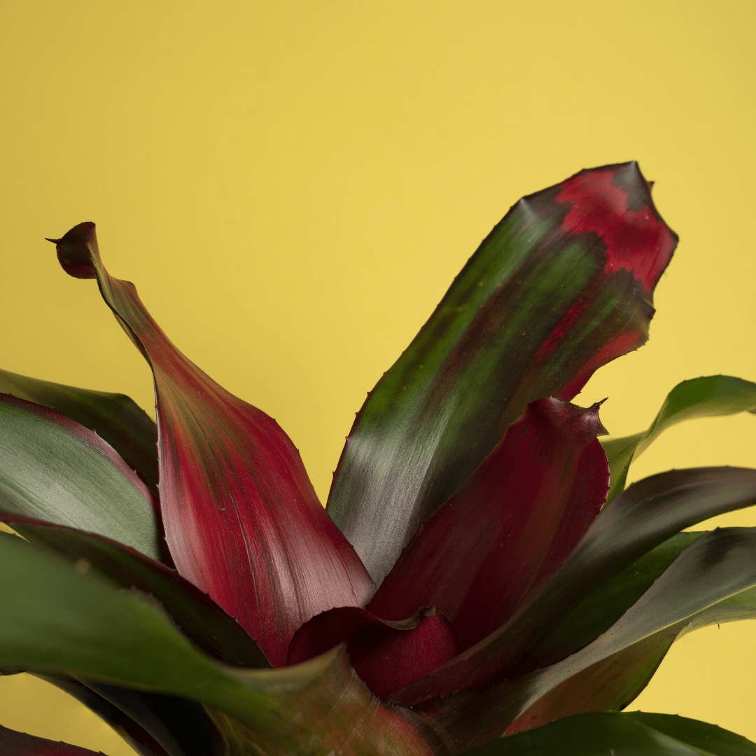 Neoregelia Fireball Ø9 - 