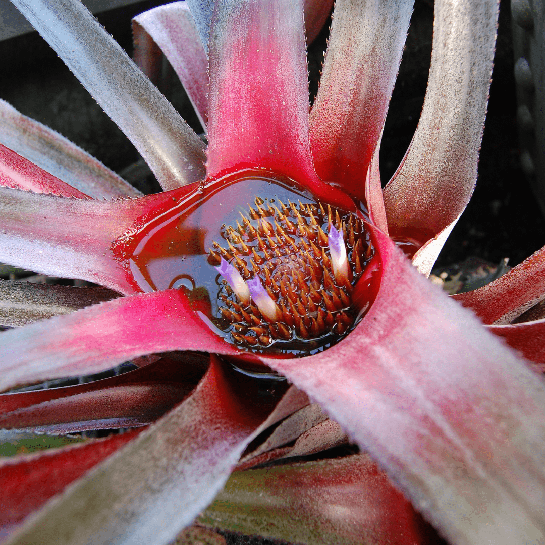Neoregelia Fireball Ø9 - 