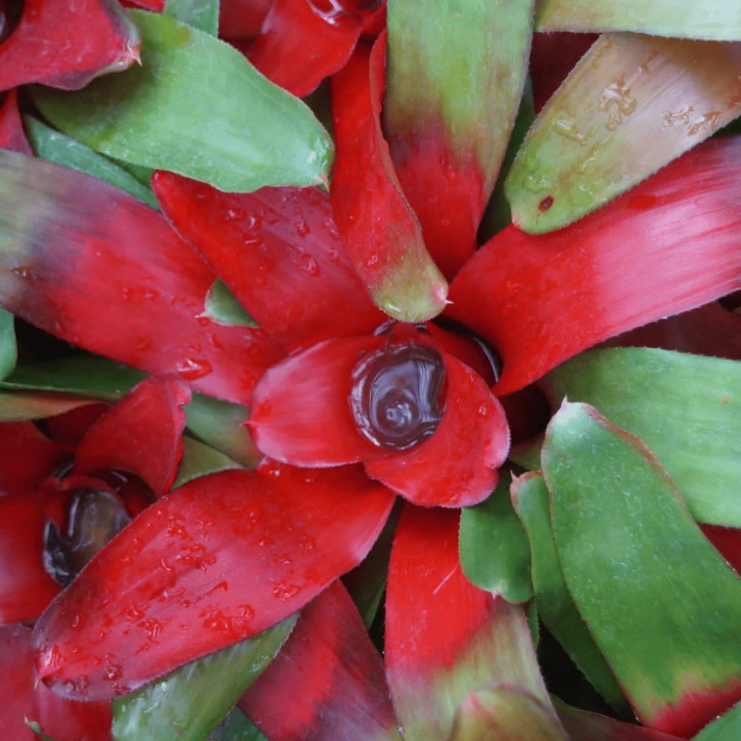 Neoregelia Fireball Ø9 - 