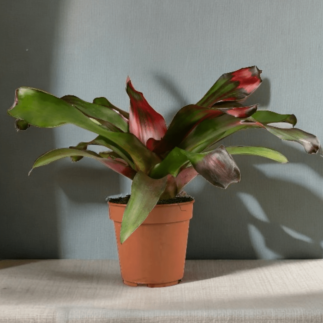 Neoregelia Fireball Ø9 - 