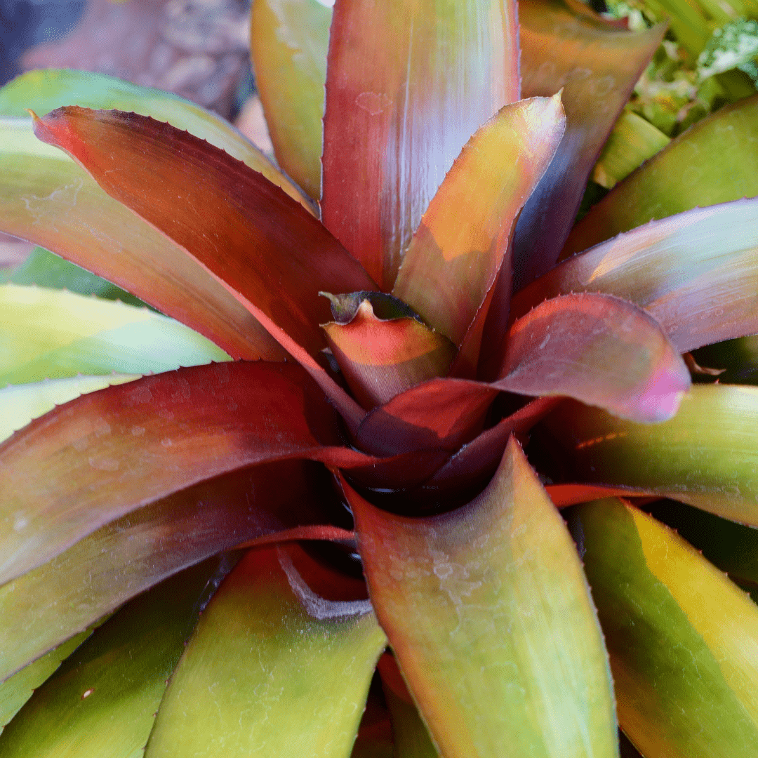 Neoregelia Fireball Ø9 - 