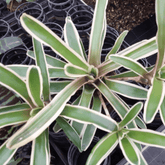 Neoregelia Fireball Variegato Ø9 - 