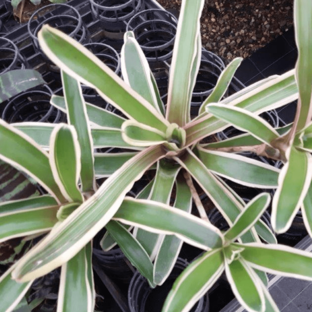 Neoregelia Fireball Variegato Ø9 - 