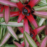 Neoregelia Fireball Variegato Ø9 - 