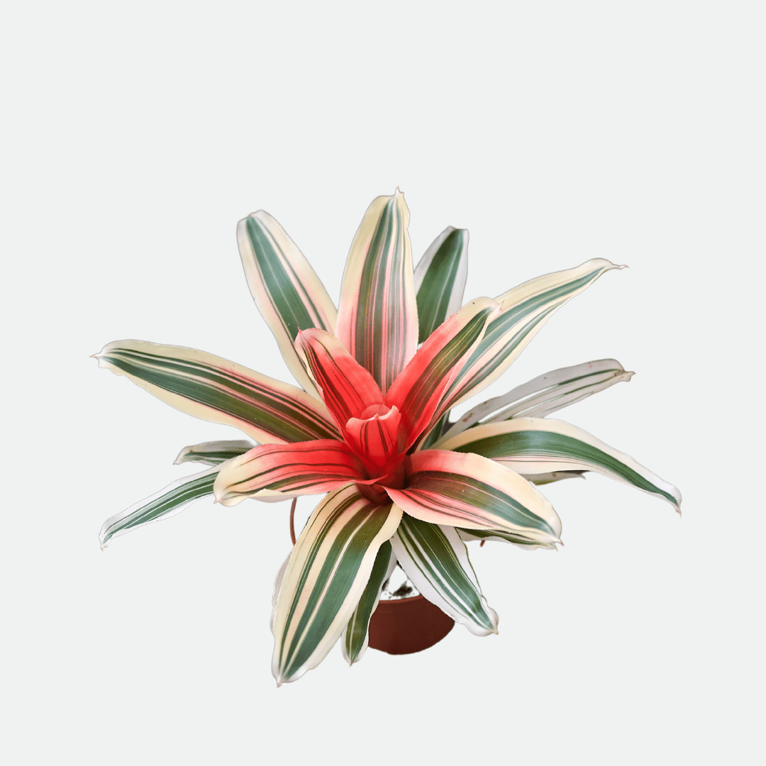 Neoregelia Fireball Variegato Ø9 - 