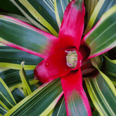 Neoregelia Fireball Variegato Ø9 - 