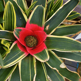 Neoregelia Fireball Variegato Ø9 - 