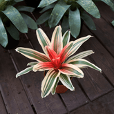 Neoregelia Fireball Variegato Ø9 - 