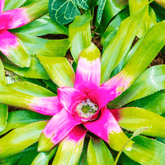 Neoregelia Naunce Ø14 - 