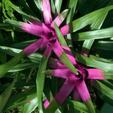 Neoregelia Naunce Ø14 - 