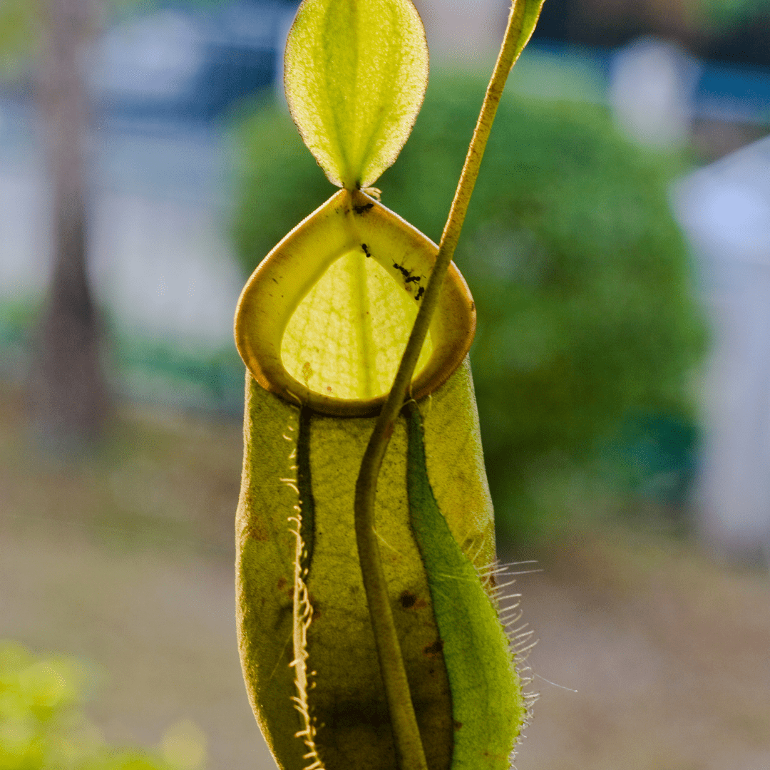 Nepenthes Ø9 - 