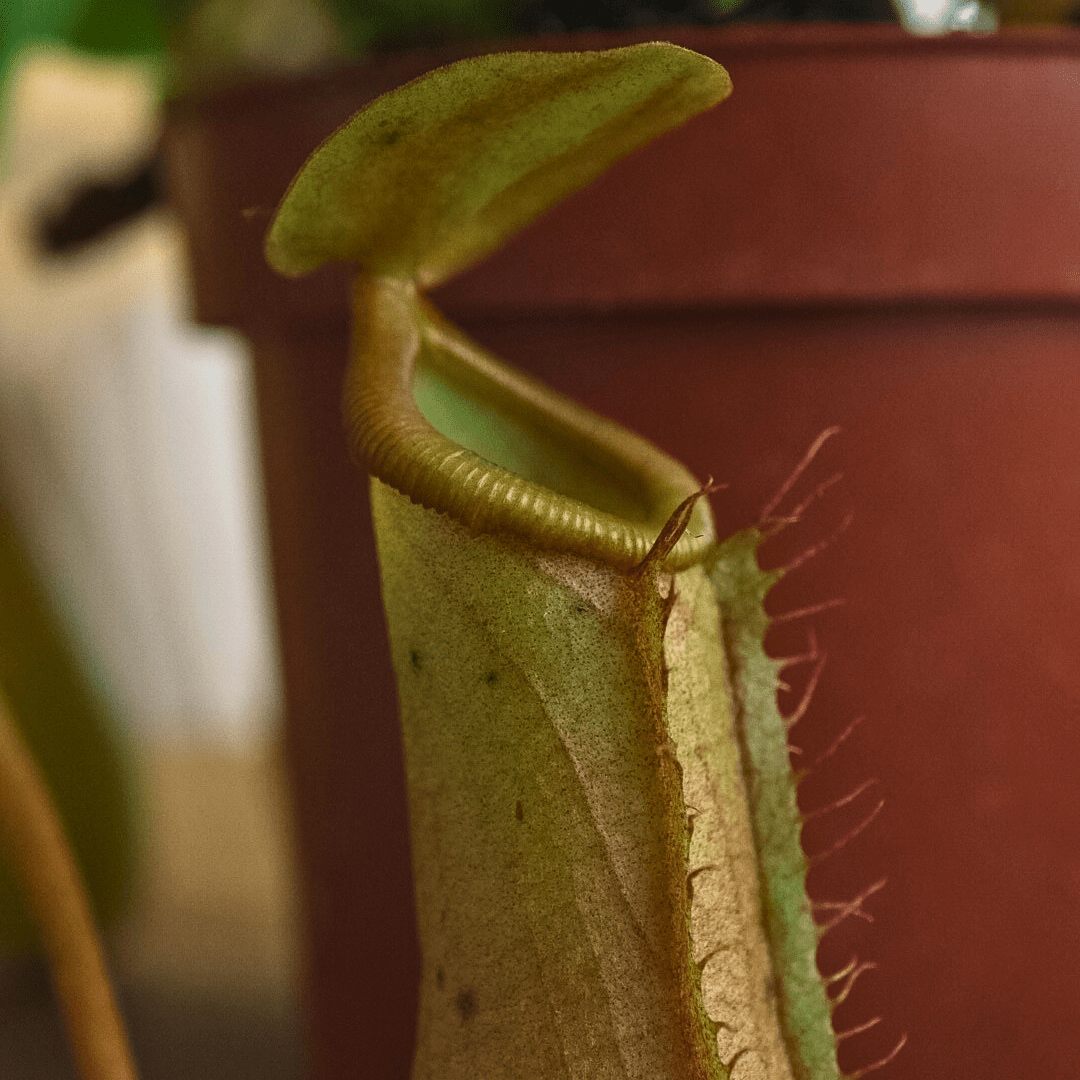 Nepenthes Ø9 - 