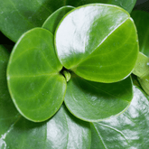 Peperomia Obtusifolia Verde Ø18 Baschet - 