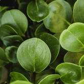 Peperomia Obtusifolia Verde Ø18 Baschet - 