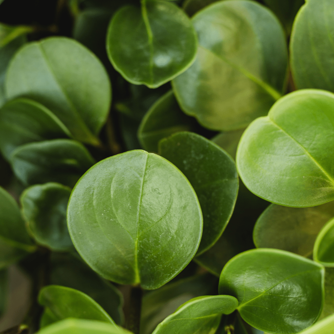 Peperomia Obtusifolia Verde Ø18 Baschet - 