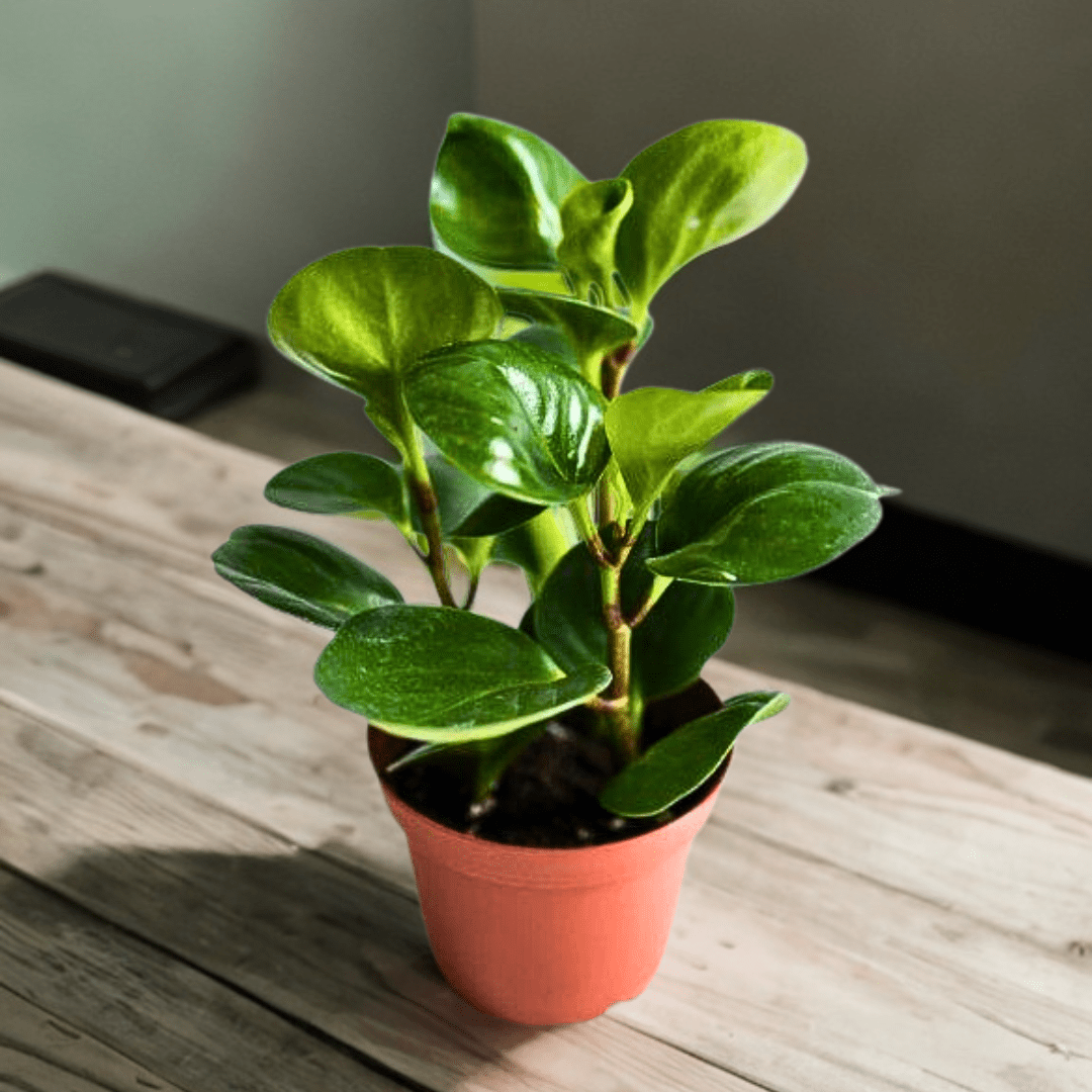 Peperomia Obtusifolia Verde Ø9 - 