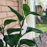 Peperomia Obtusifolia Verde Ø9 - 