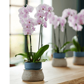 Phalaenopsis Atlea Ø12 - 