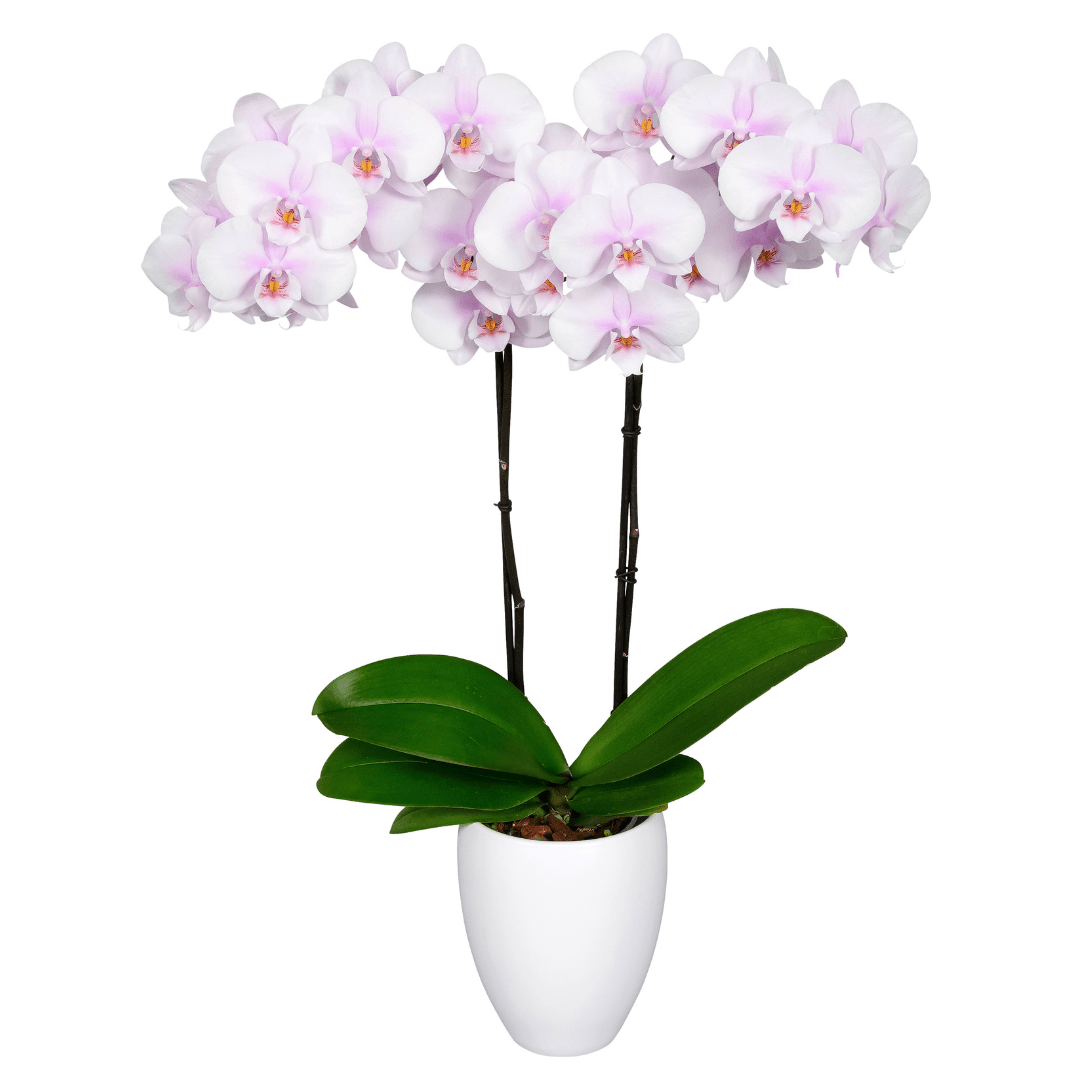 Phalaenopsis Atlea Ø12 - 