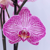 Phalaenopsis Budapest Ø12 - 
